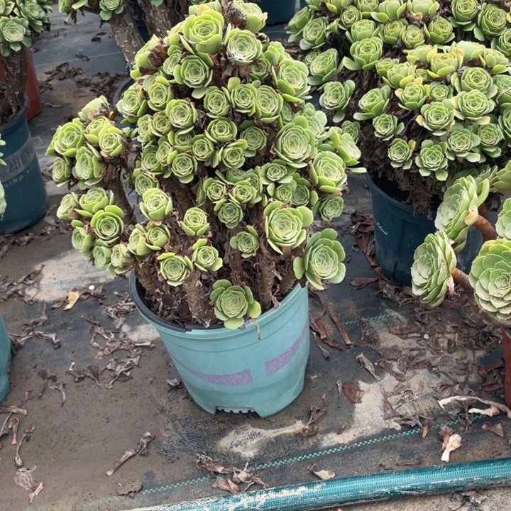 28绿羊绒的多肉植物
