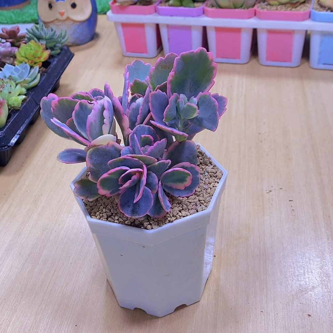 无花朵多肉植物蝴蝶之舞锦送八角盆土
