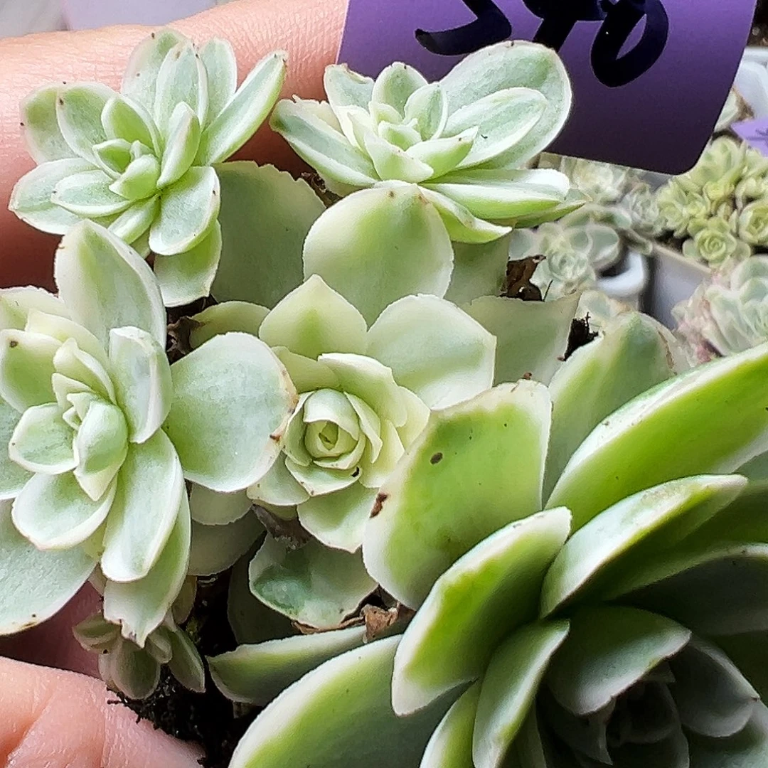 山地玫瑰锦秋夕540号