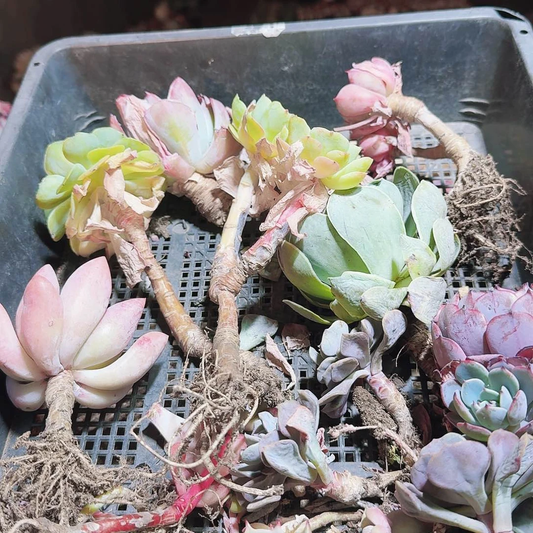 满20包邮零下拍保温箱74号无售后