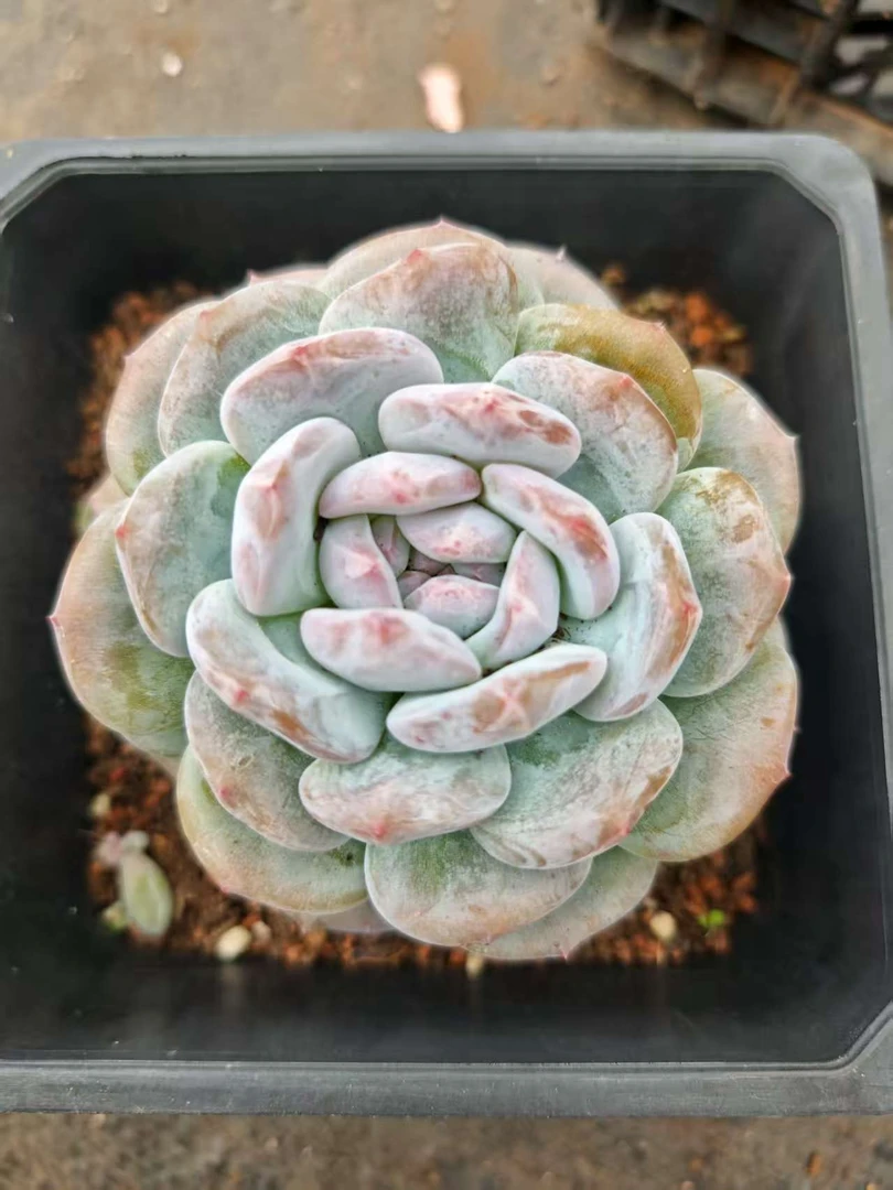 精控石榴籽    11多肉