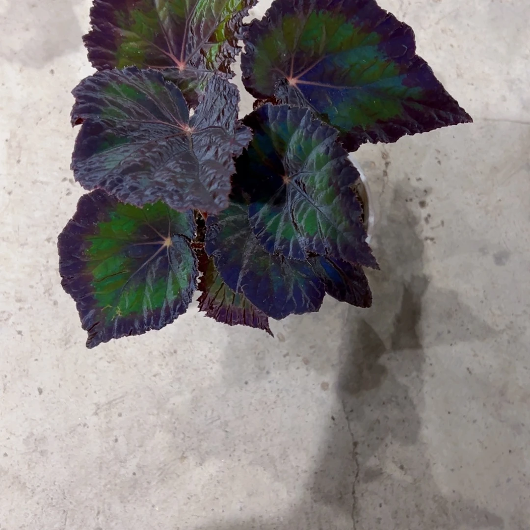 无花朵蔓延秋海棠