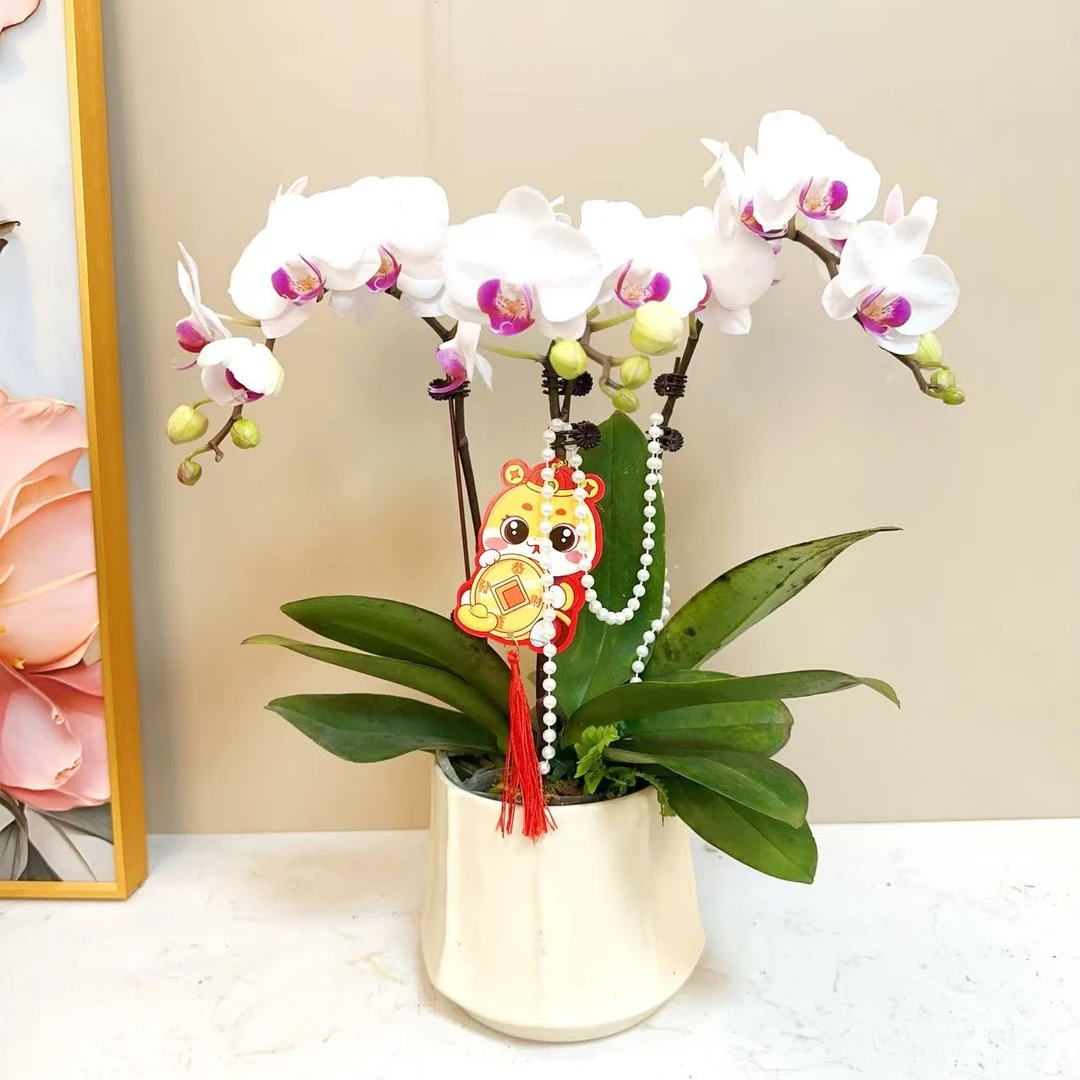 A级【一见钟情】精品 蝴蝶兰