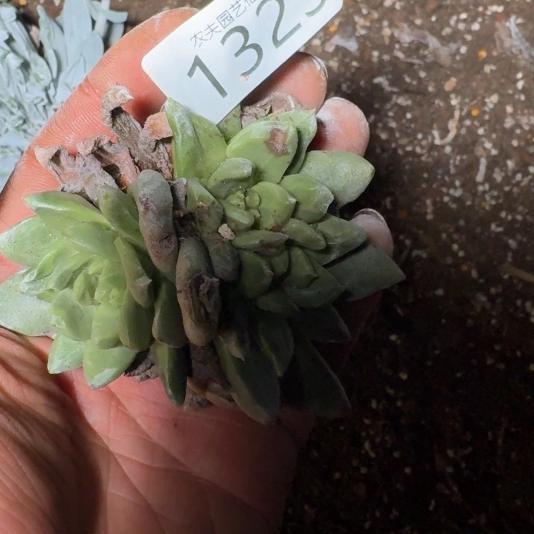 瓦****仙女杯多肉植物杂交