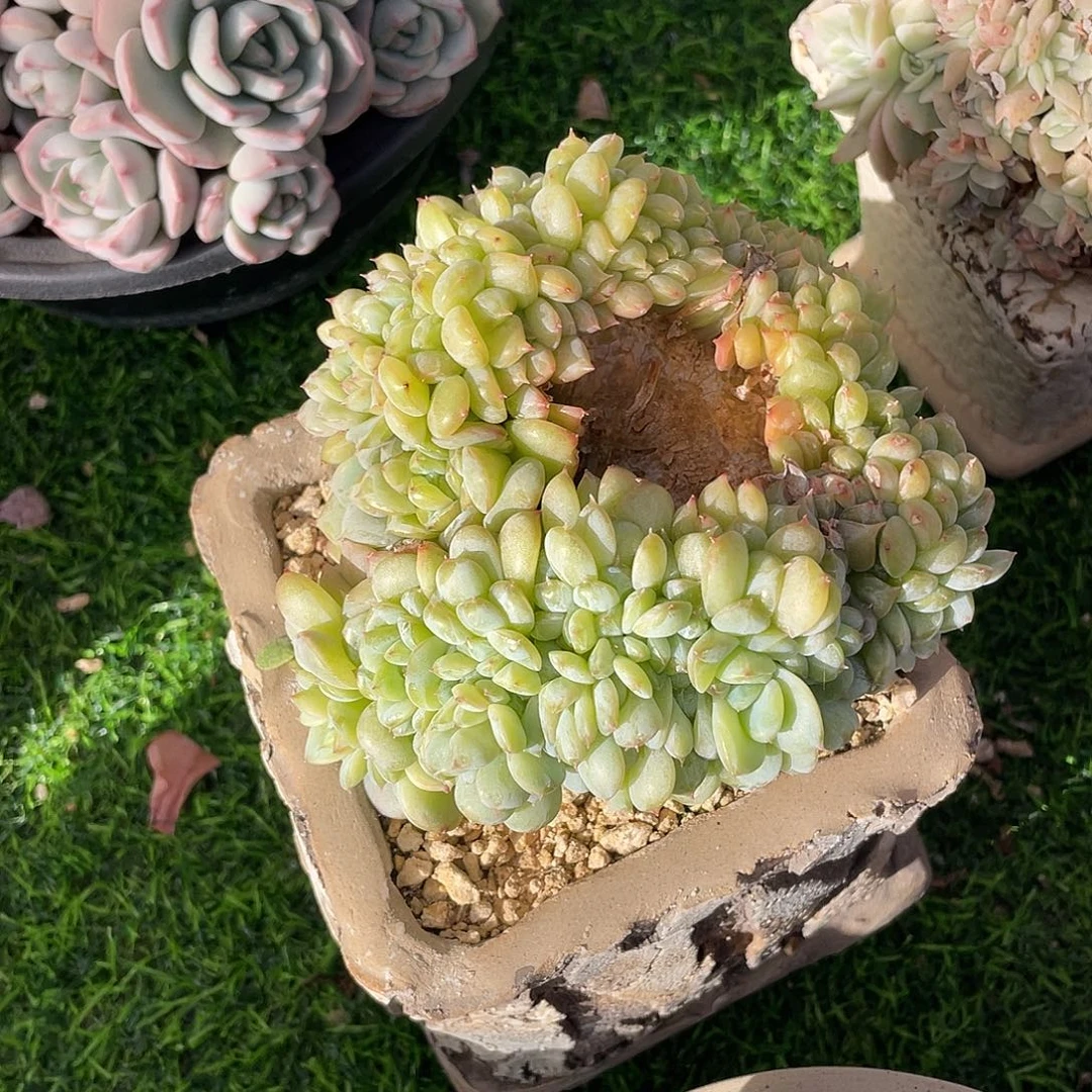 冰魄缀化老桩多肉植物一物一拍