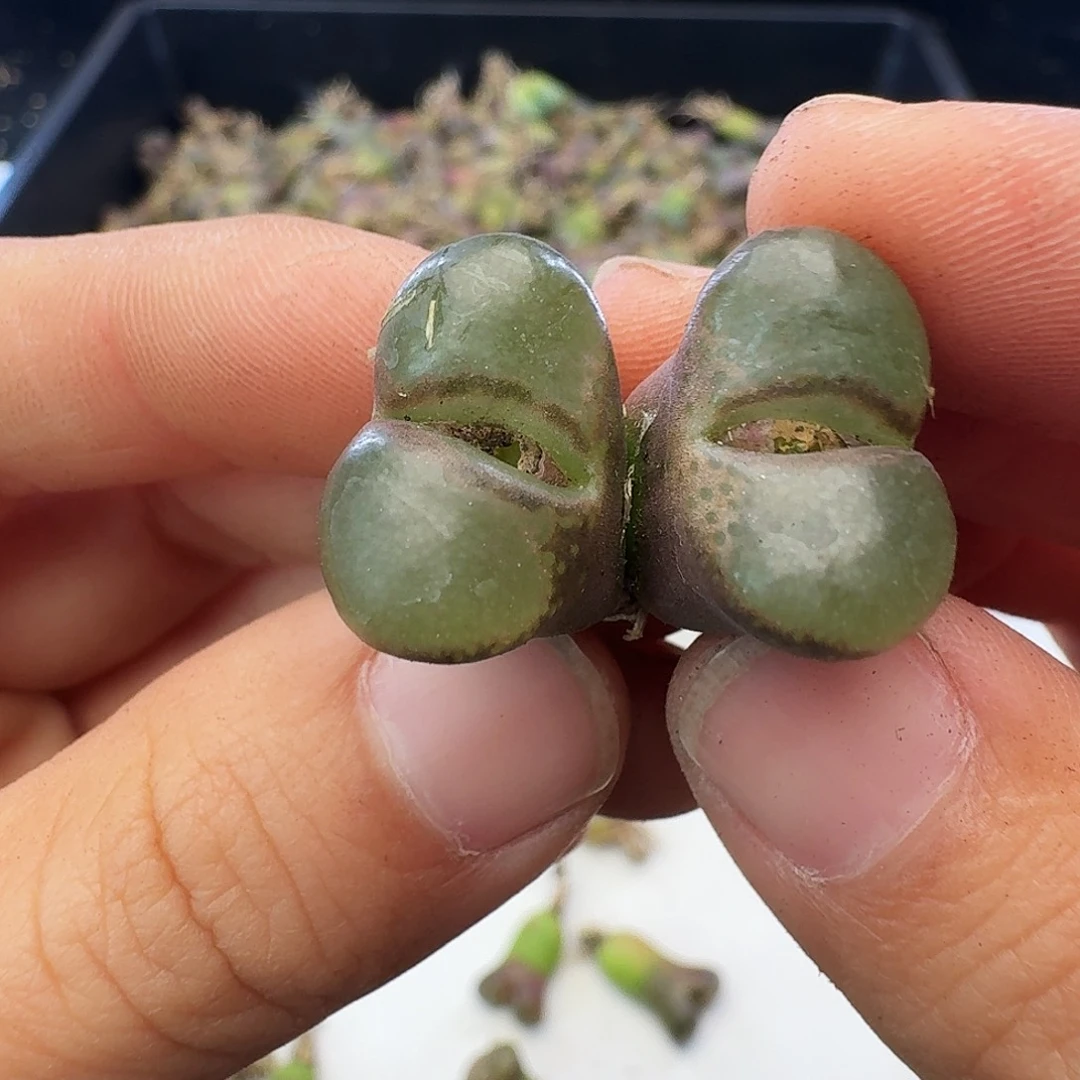 福利瑕疵风铃介意慎拍359