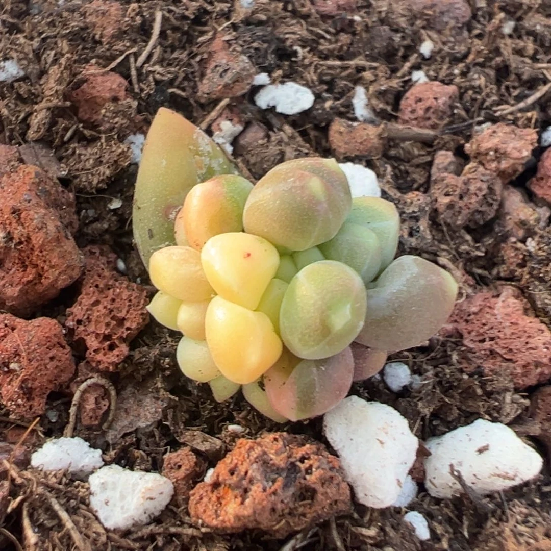 千代田锦，叶插苗。