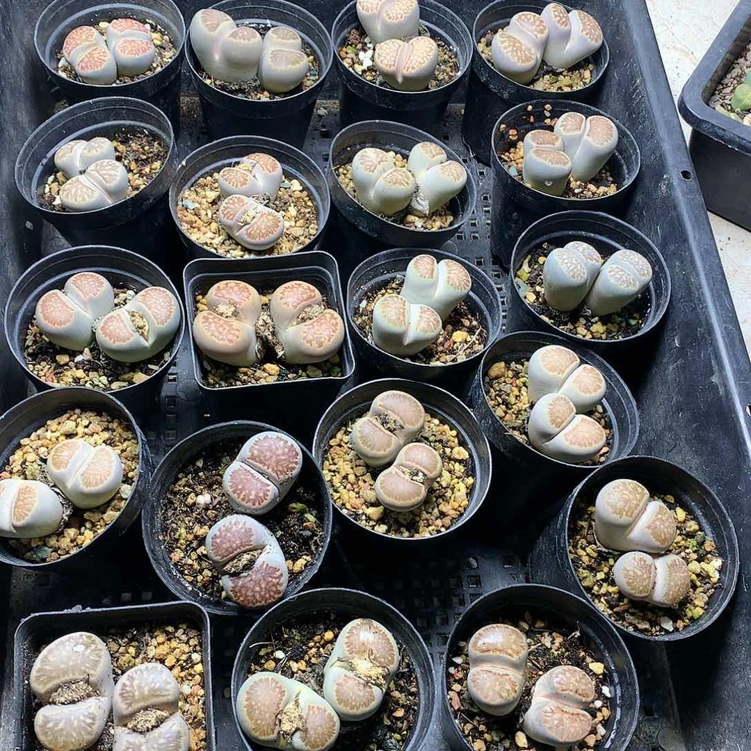 新**选D58多肉植物保护研究所