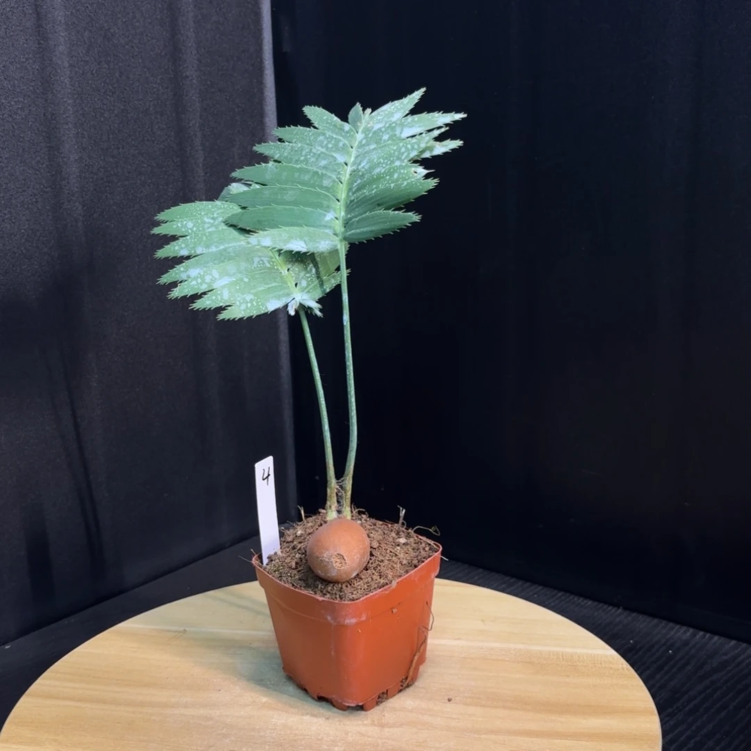 木 巨型双子铁哈哈