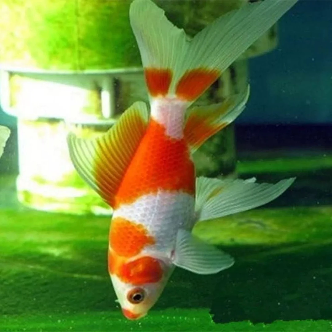 11条【红白色】长凤尾 耐寒类冷水观赏鱼 无需加温 新手好养