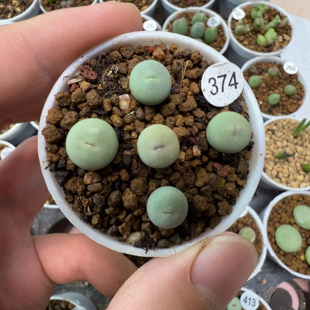 P嘴一颗脱土374000