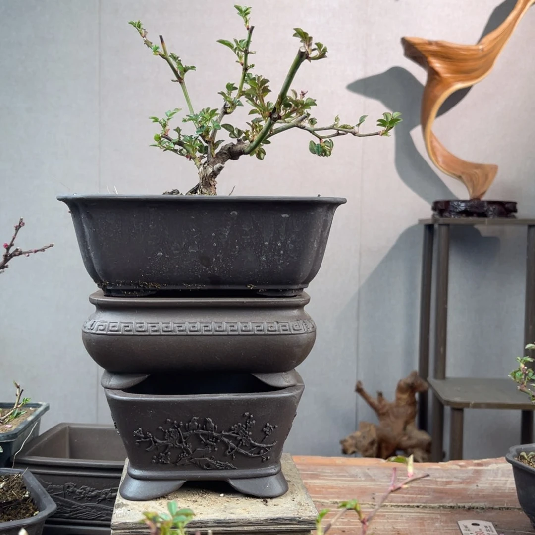 微月季榆叶梅盆景一**天