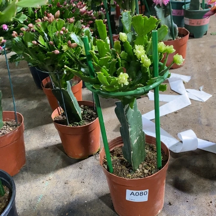 大部分花苞少量开放080嫁接052