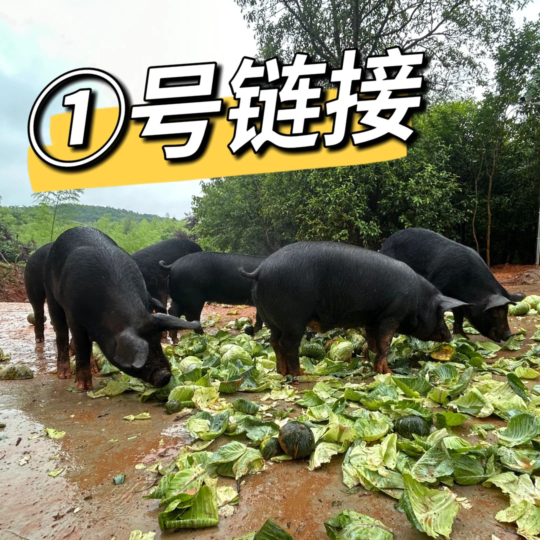 ①号【一物一怕】新鲜散养黑猪排骨 现场称重 顺丰包邮