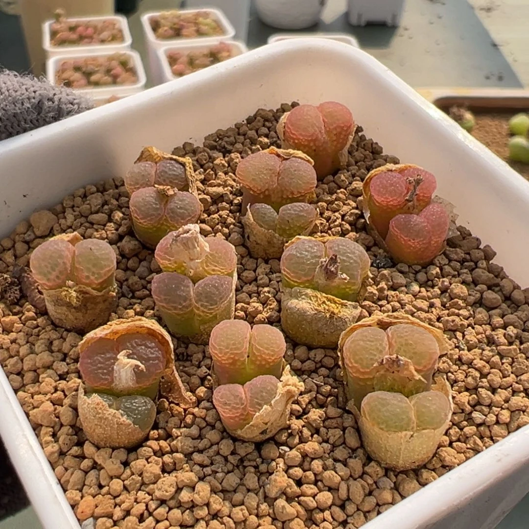 a722粉樱风铃一盆 脱土发货