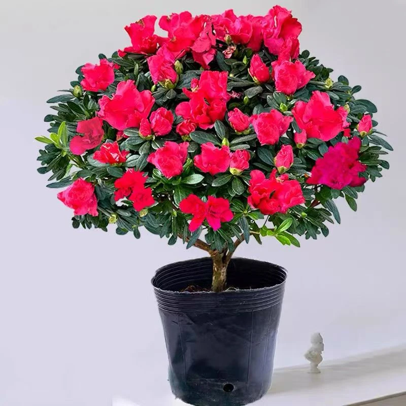 杜鹃花盆栽花苞四季开花老桩花卉室内室内外植物绿植