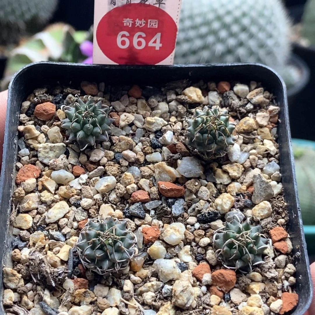 实生安德森娇丽四颗一盒打包