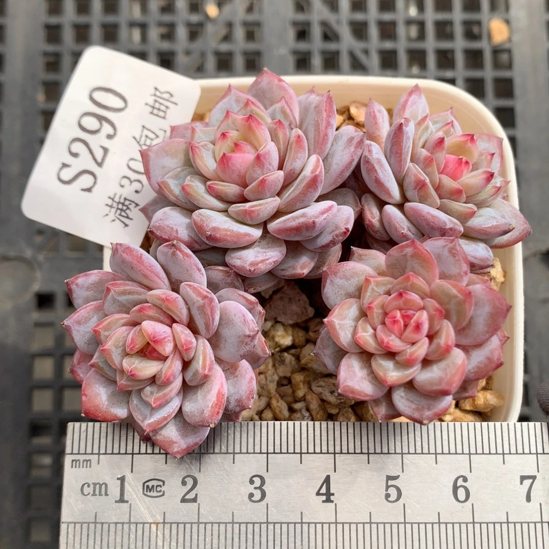 290。老桩玉芙蓉四头。