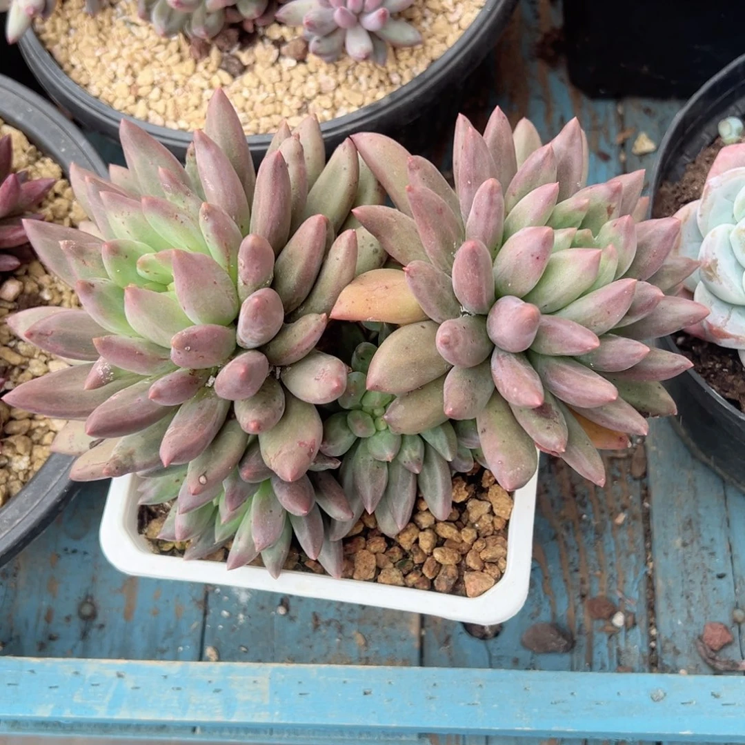 精品多肉植物老桩
