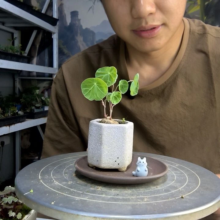 x*z中青园艺一物一拍83