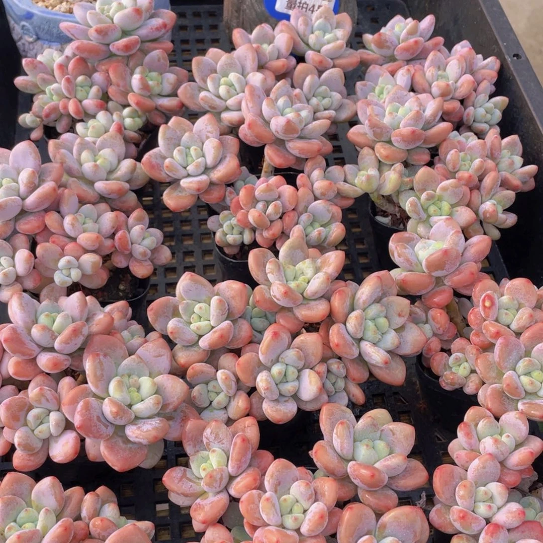 量拍4号 优选红洛神大群生高腿一个