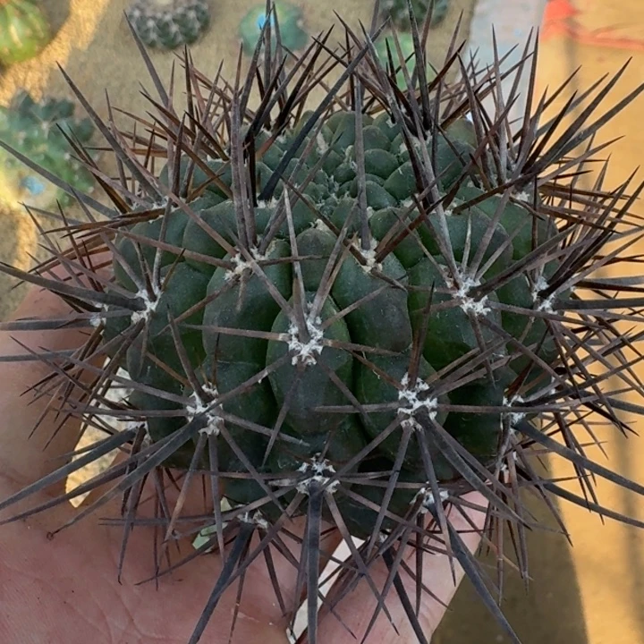 魁妆玉无根55555555