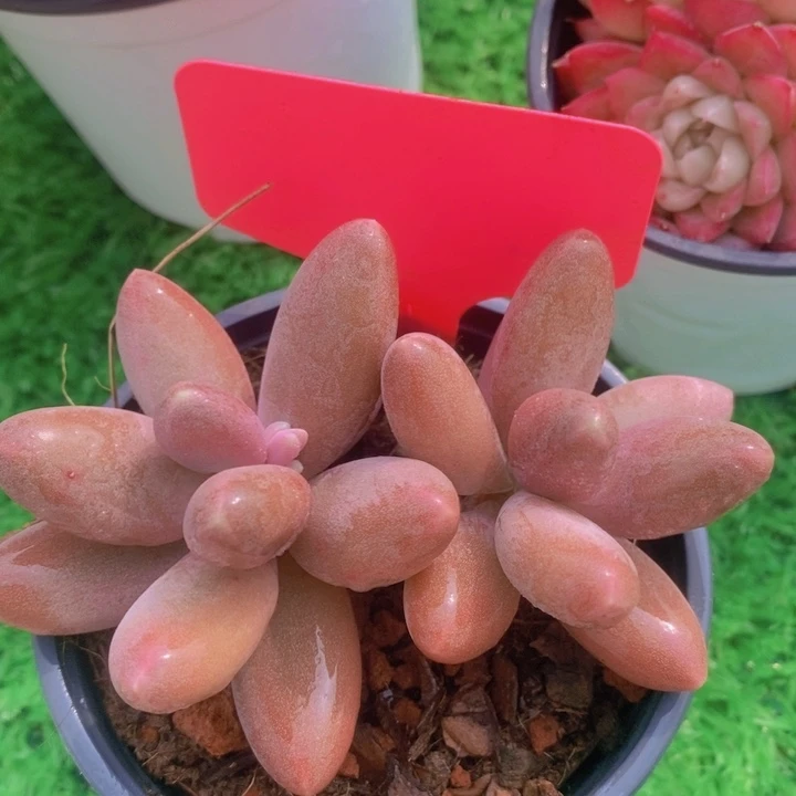 多肉植物，开心多肉