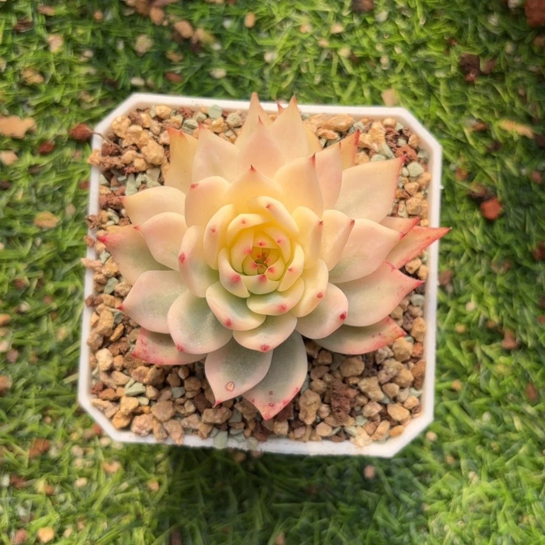 吉娃娃锦一物一拍
