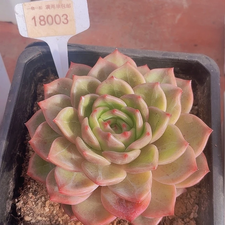 槿**浅香槟一物一拍18003