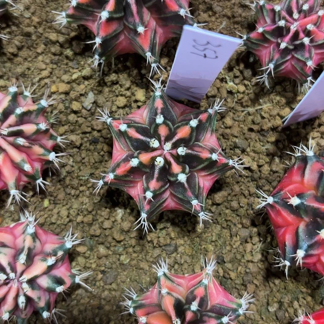 泰国米哈357-0127多肉