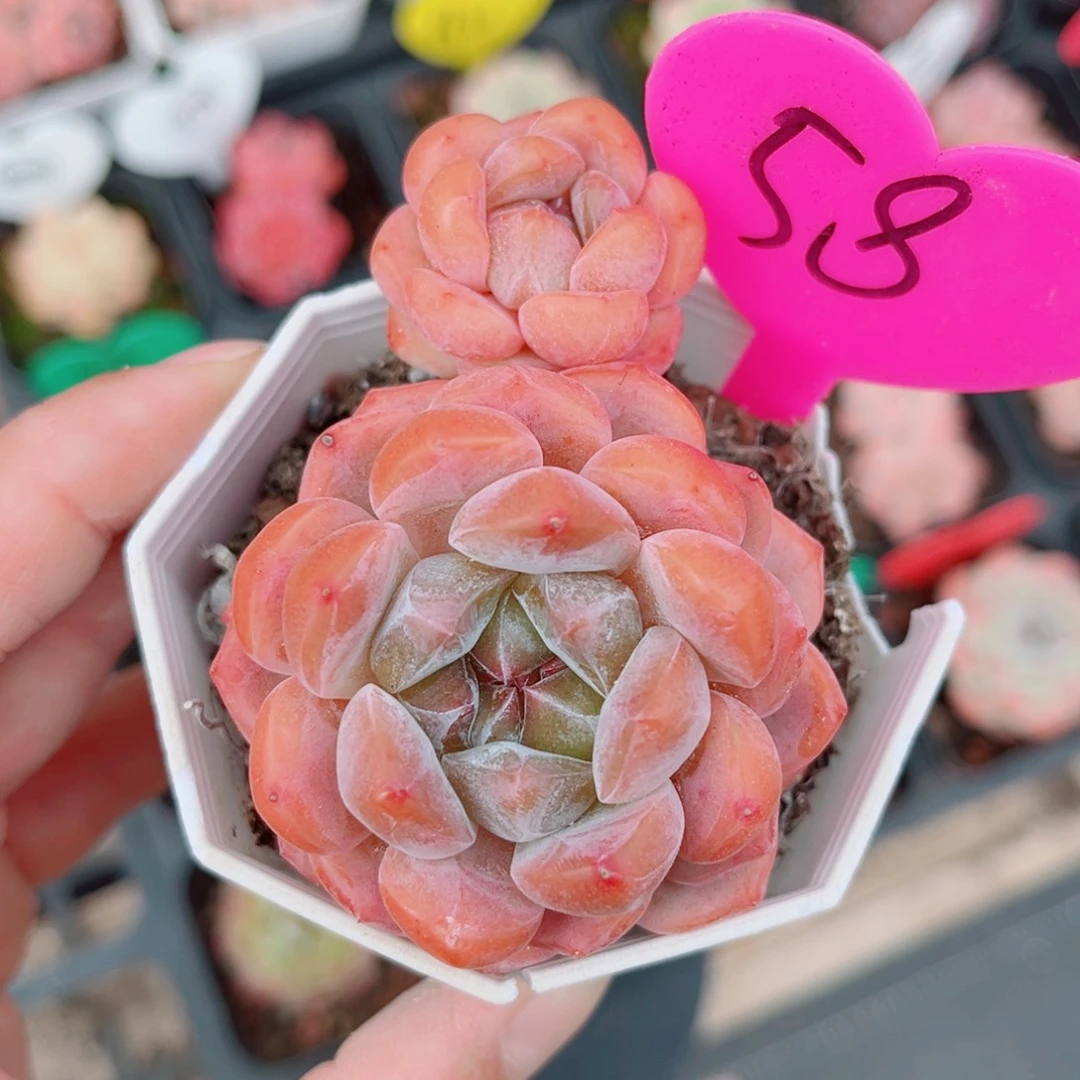 菜***安58号小老桩糖心双头