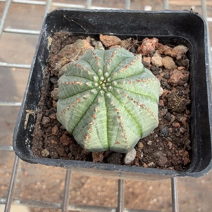 欧布小单头3仙人球