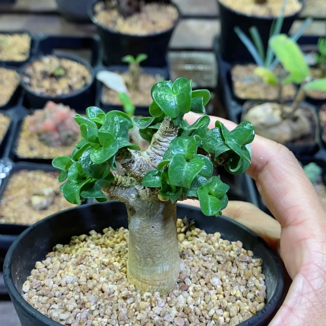 【闪购商品】卡汉羊角