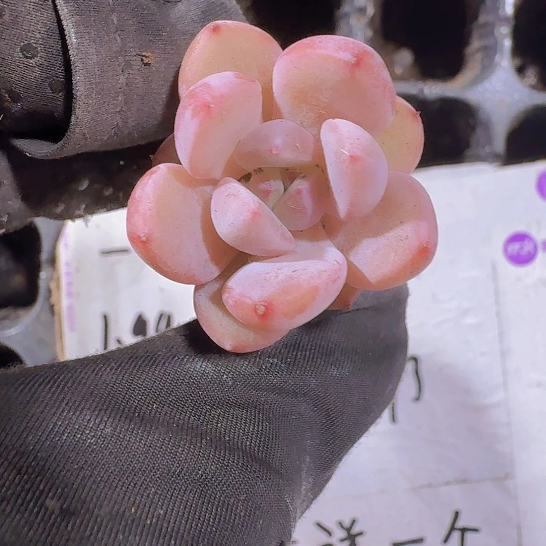 精品比翼鸟两颗一组