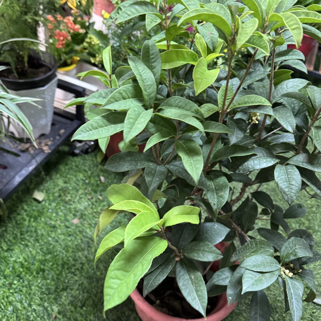 西藏包邮绿植-桂花