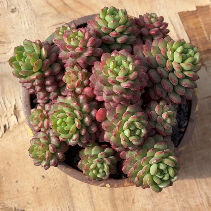 多肉植物 可爱多-4