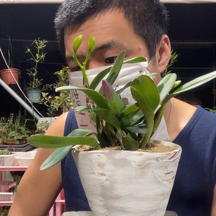H***.以实际为准盆景绿植盆栽17