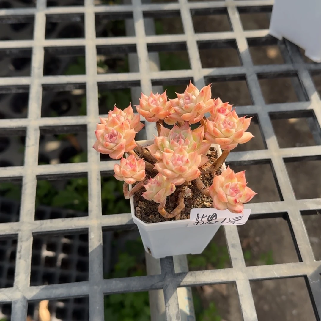 苏*苏思麦秆带盆土15元