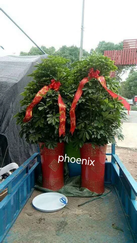 开业盆栽性价比之王 招财树发财树摇钱树鸭脚木 限句容市的下单