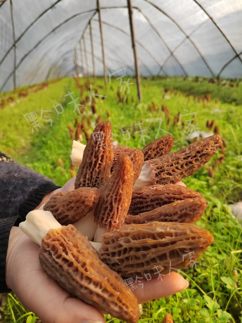 贵州特产新鲜羊肚菌头茬现摘现发顺丰包邮