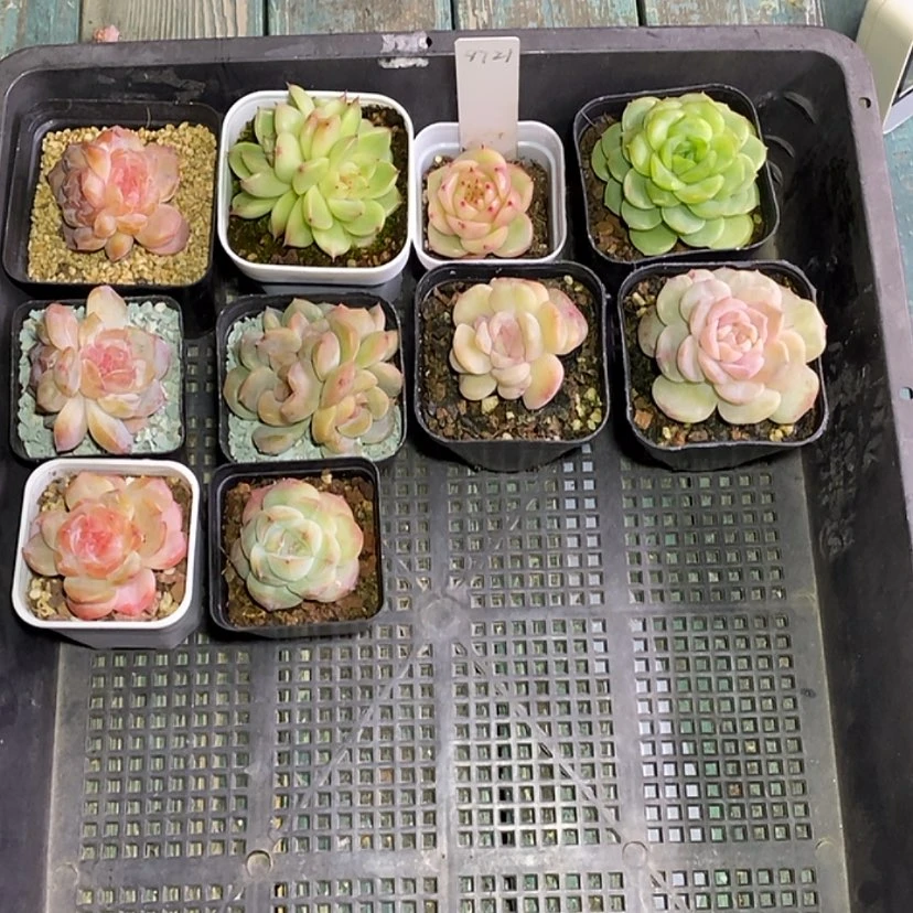 【闪购商品】花****a9721一筐10颗多肉