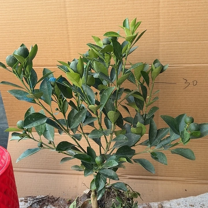 用***0无花朵四季桔一物一拍21米
