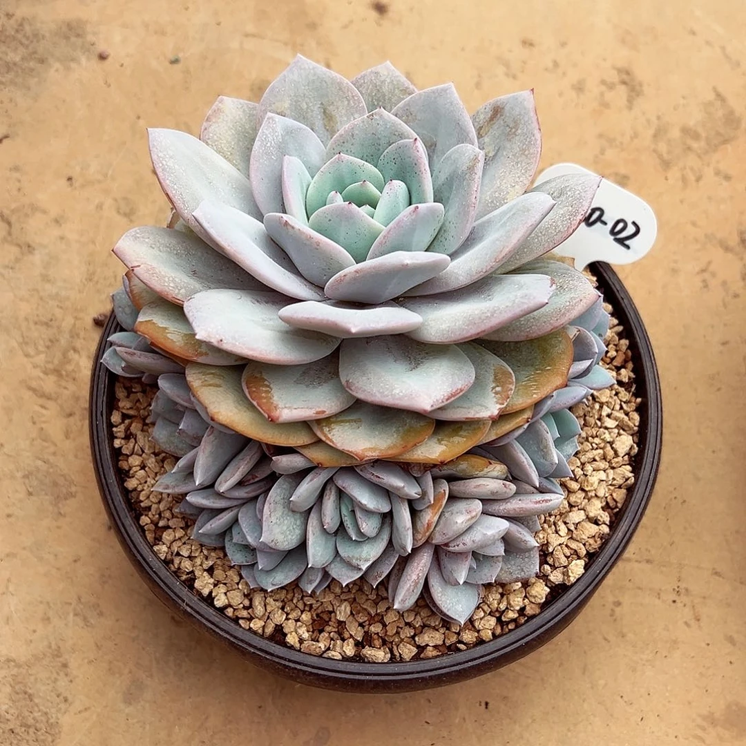 1030-02奶茶大群。