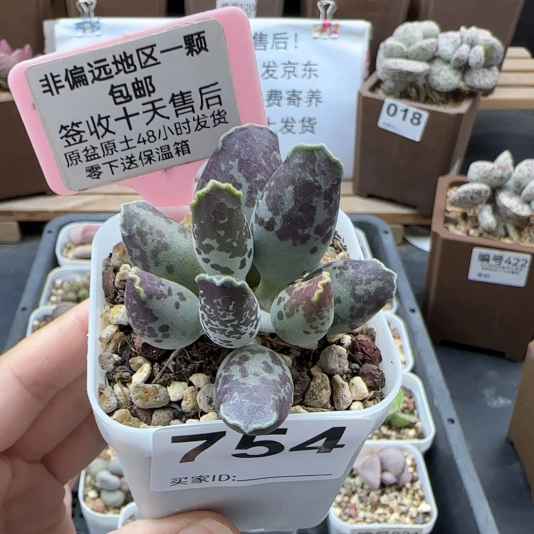 754紫肌海报二代
