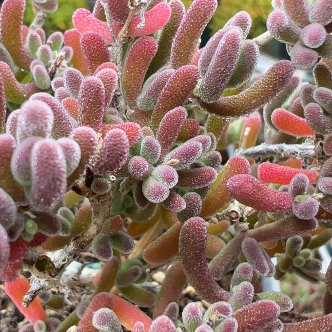 捡漏dy3963老桩大琉璃冠幅9cm