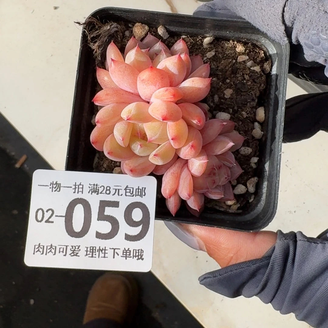 糖爪无盆土发货无