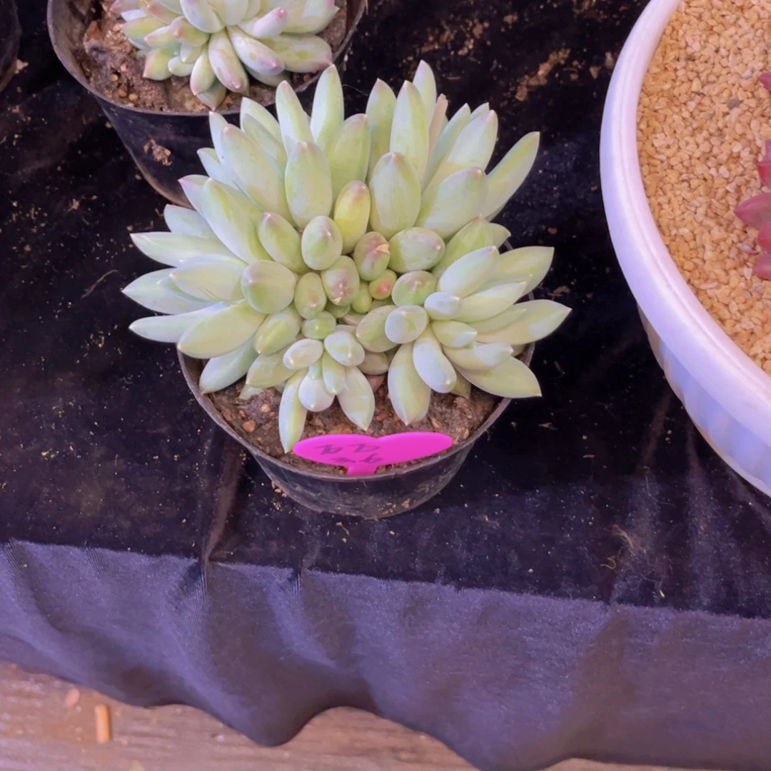 @*万天使永恒多肉美美美的