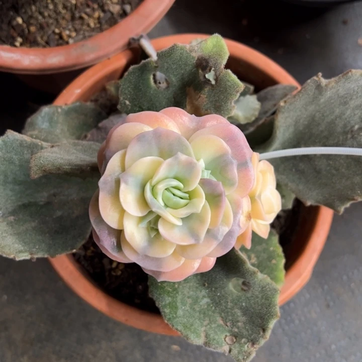 可爱玫瑰锦 夏鸣园艺