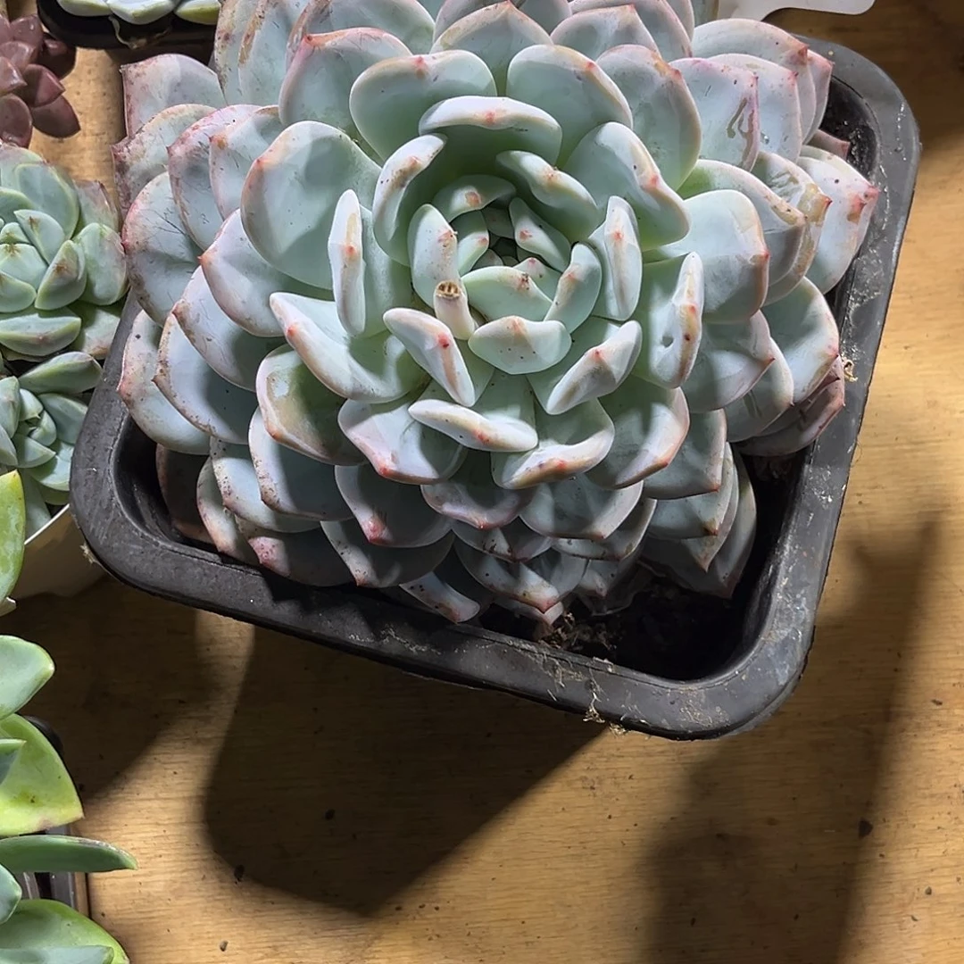 郭***芬00000000000000000712