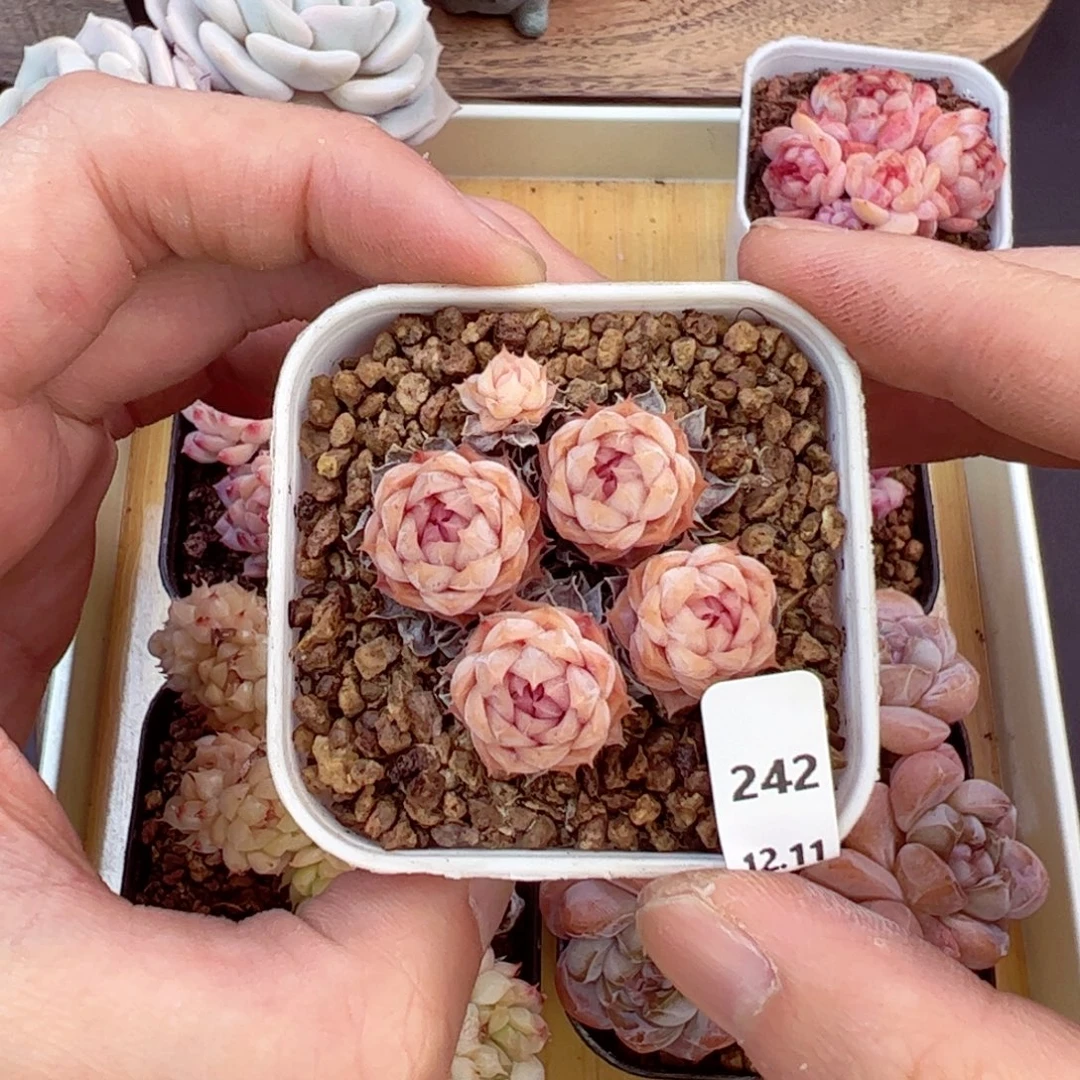 好好看242、哈哈哈哈